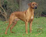 Rhodesian Ridgeback 9T020D-008